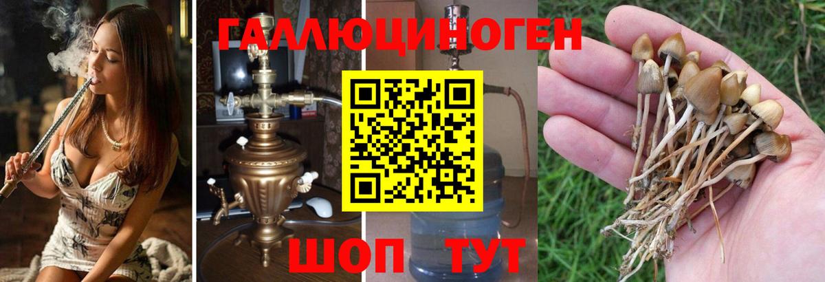 Городец  Галлюциногенные грибы MAGIC MUSHROOMS  Вход с VPN 
